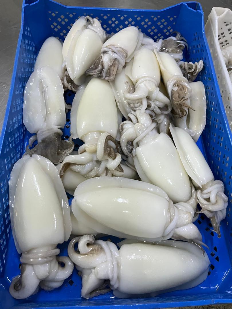 DyreneExport slider 2